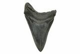 Fossil Megalodon Tooth - South Carolina #236234-1